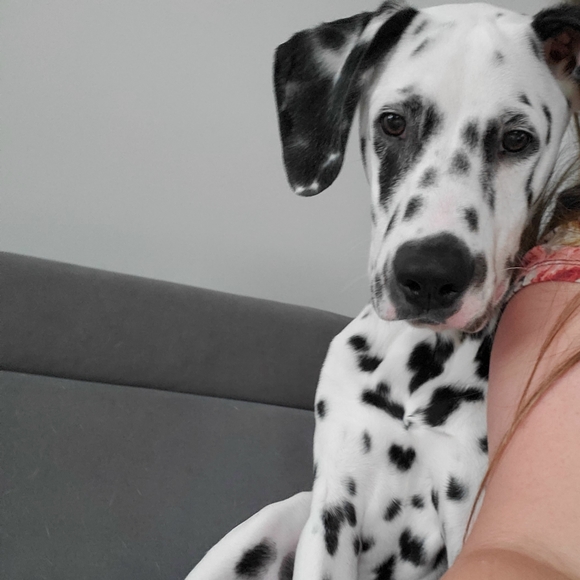 Meet Max! - Picture 11 of 14